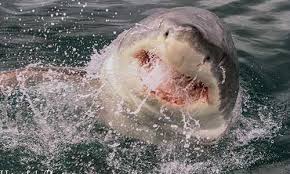 Shark Cage Diving including Transfer