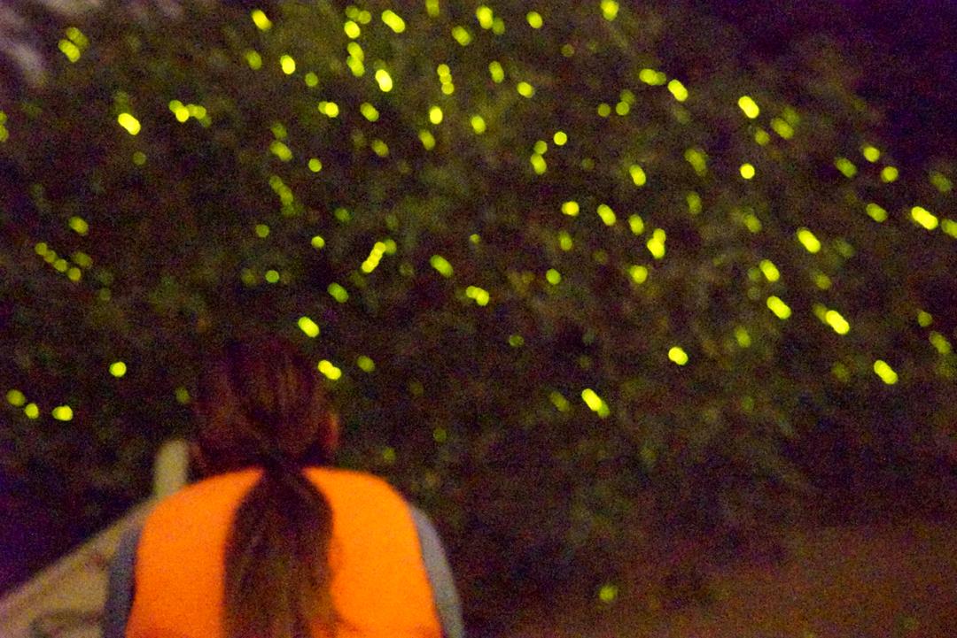 Firefly, Eagle Feeding and Blue Tears Nature Tour in Kuala Selangor