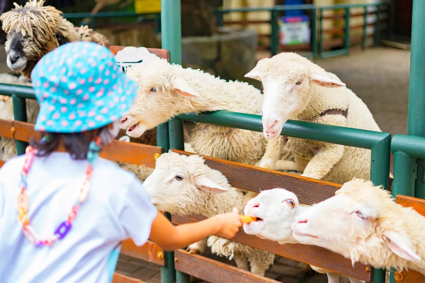 您可以餵養動物、與它們玩耍並互動