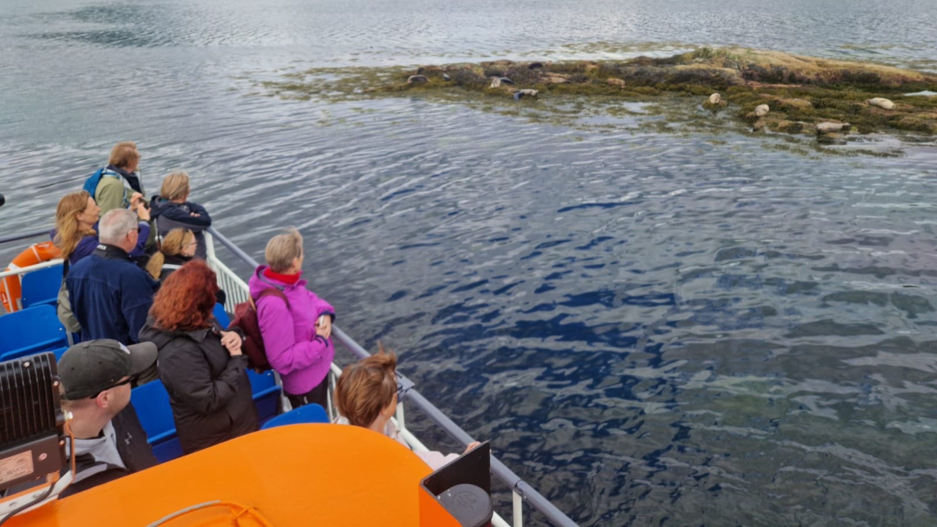 Seal island cruise experience in Fort William
