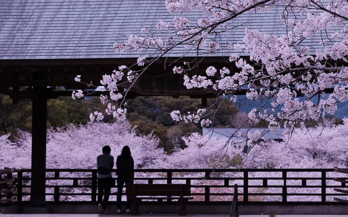 Strawberry Picking & Kikuchi Valley Group Tour with Lunch