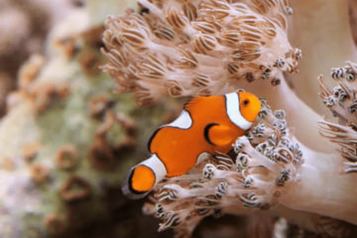 紐約水族館門票