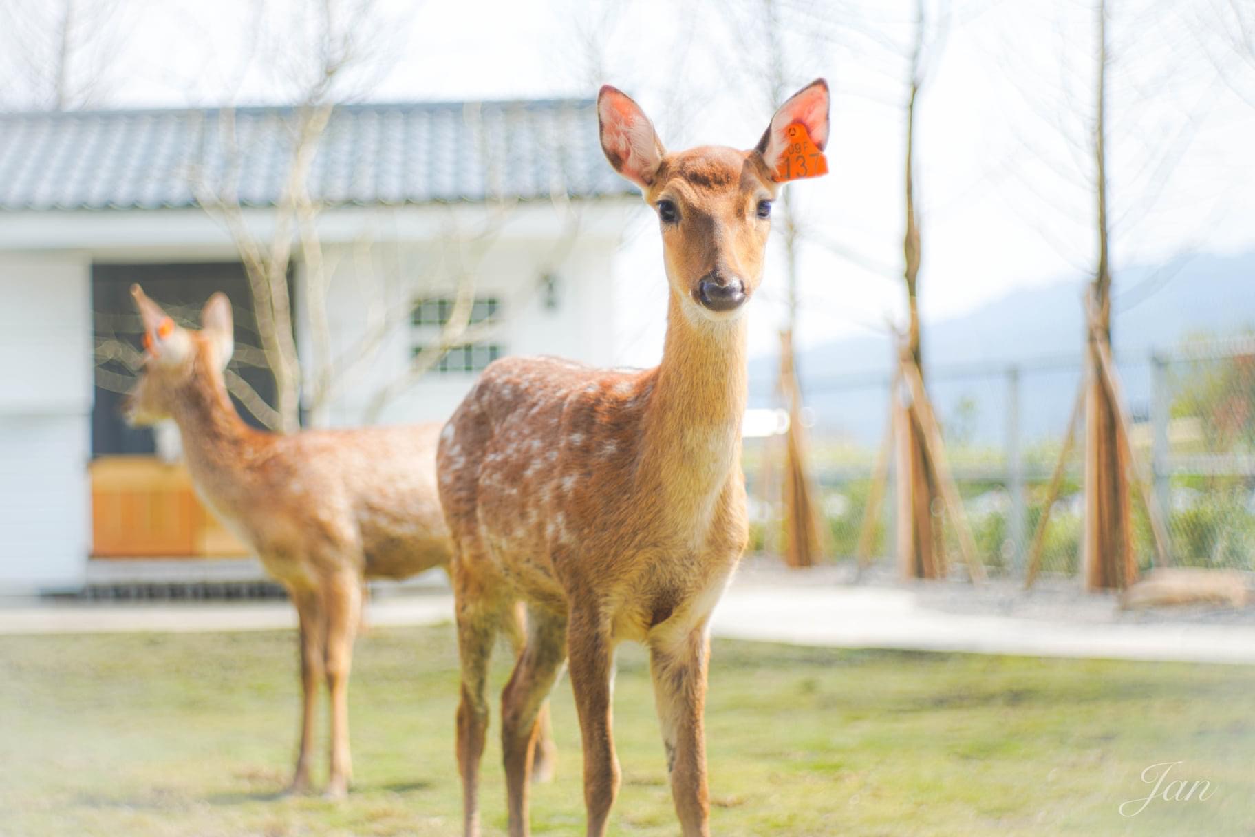 星宝蔥体験農場 動物ガイド・オニオンパイ作り（宜蘭）