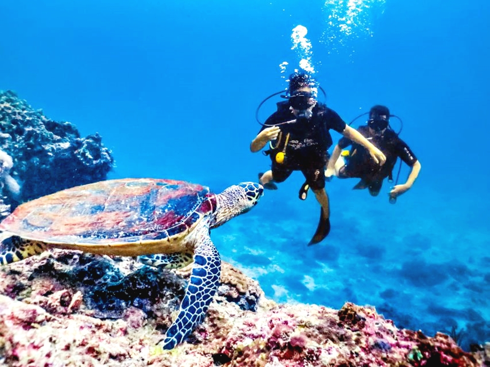 從馬卡迪灣出發：潛水 & 浮潛游船之旅（含午餐）