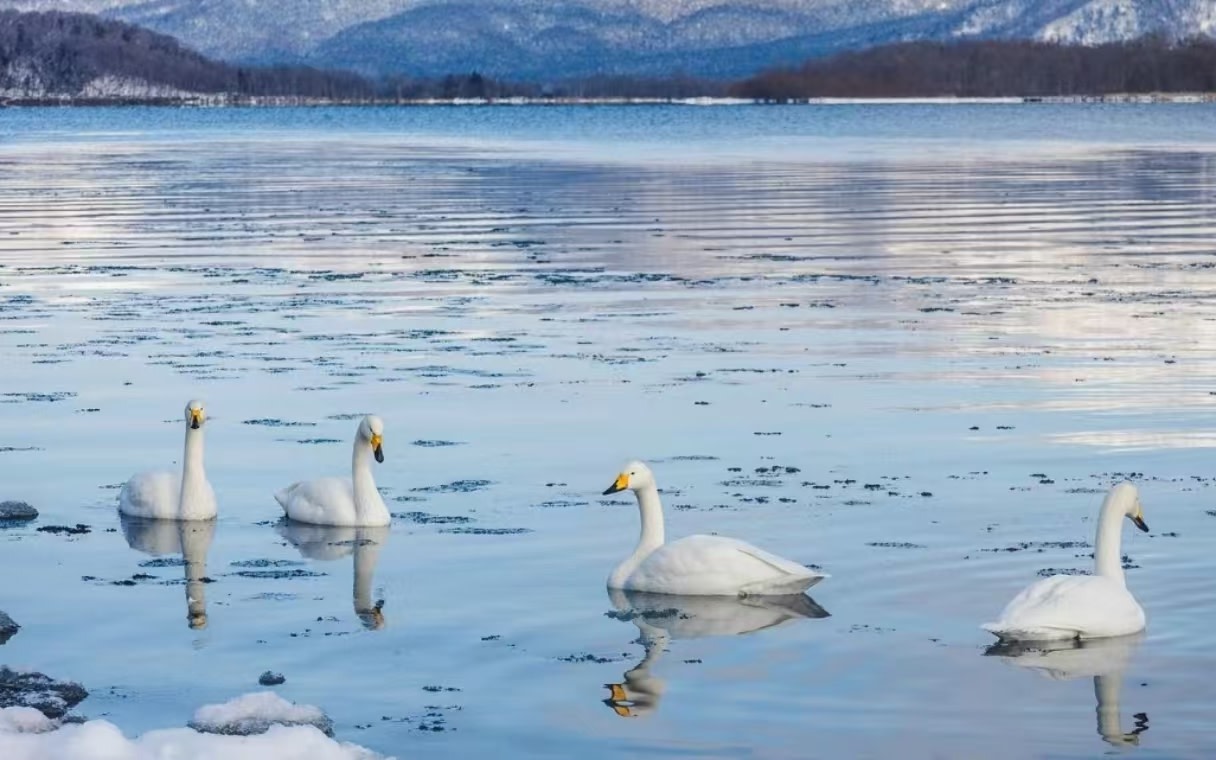 Asahikawa Zoo + Biei Shirahige Falls + Ningle Terrace One-Day Immersive Tour | Small Group of 7-9 People