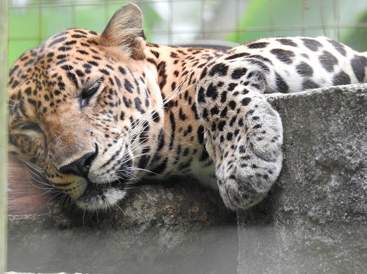 馬來西亞馬六甲動物園門票