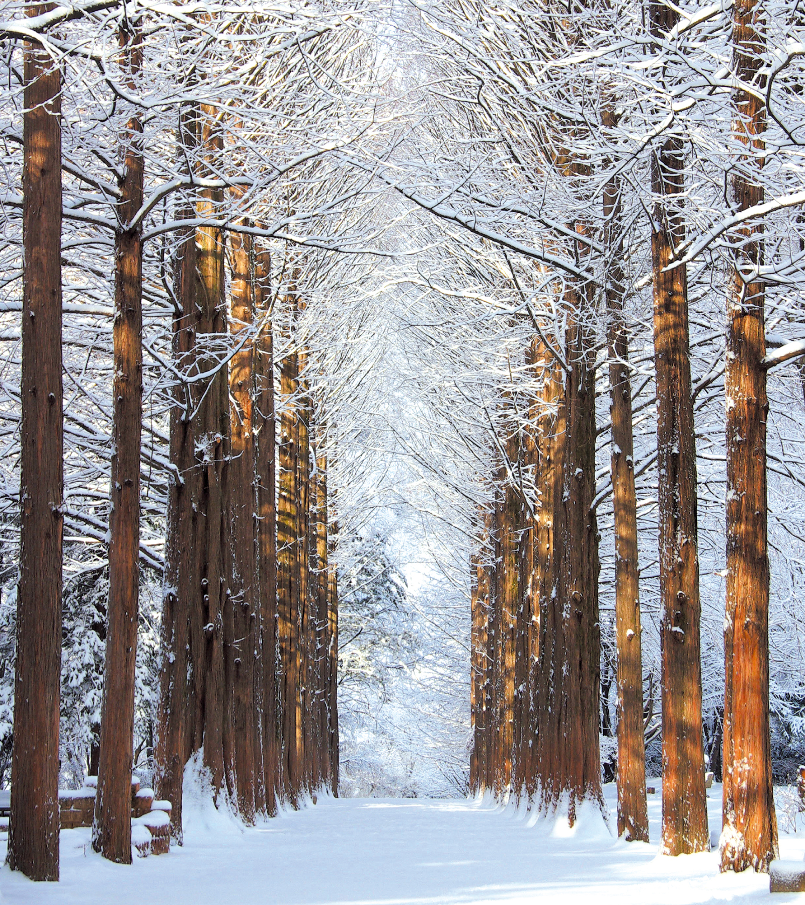 絕美林蔭步道——漫步於南怡島標誌性的水杉林蔭道，怎麼拍都好看。