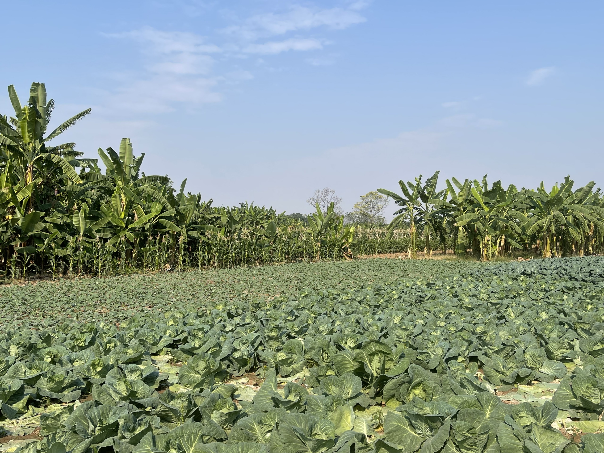 香蕉島上的美麗農場照片。 香蕉島上的美麗農場照片。