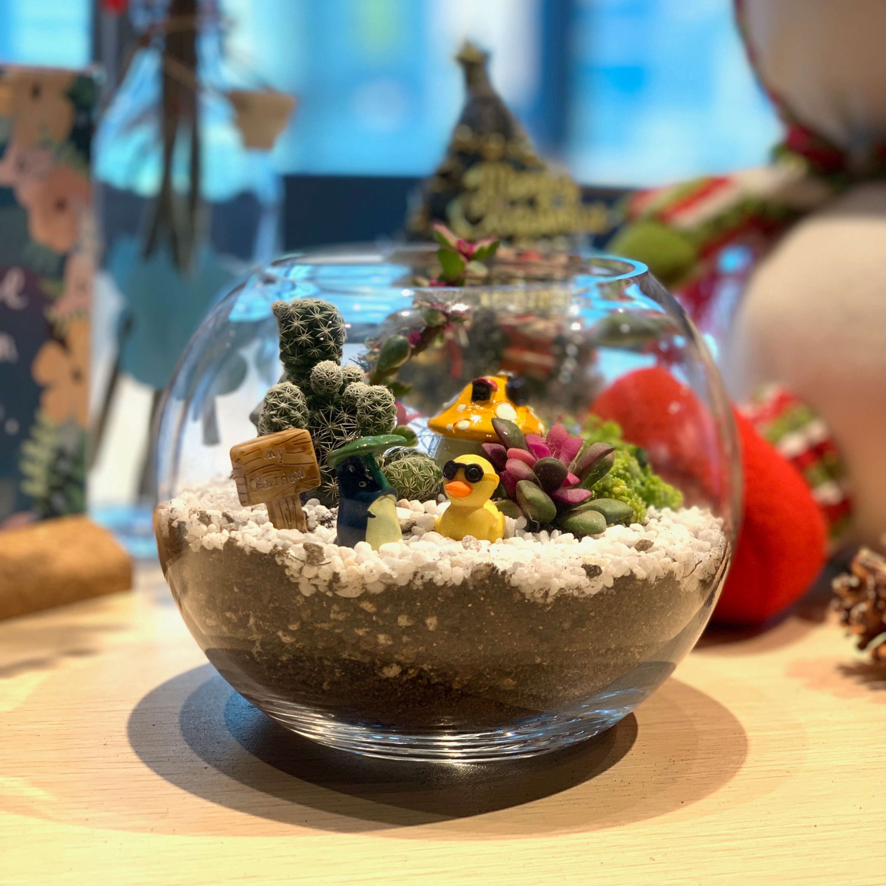 Experience workshop / gift: : glass succulent bonsai experience