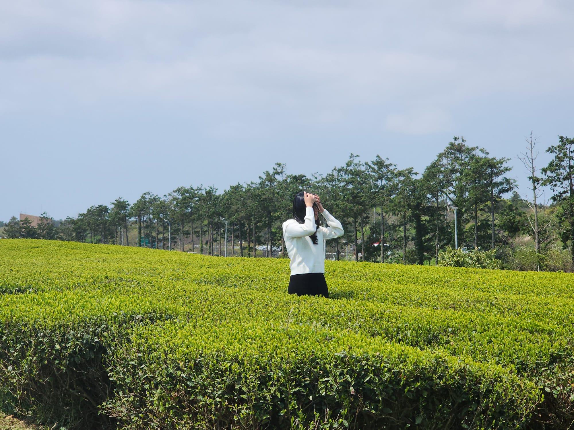Jeju island Charms Join in Day Tour with 3 Route (E,S,WS), Hallasan