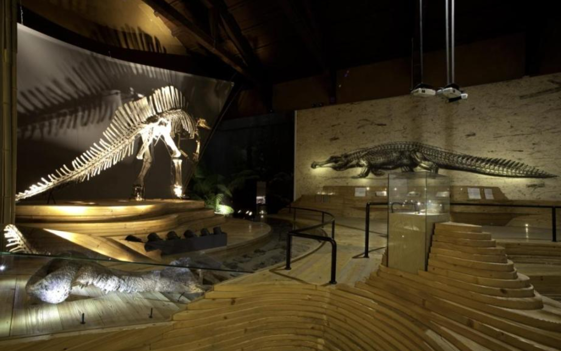Discover approximately two million finds spanning over 700 million years at the Natural History Museum