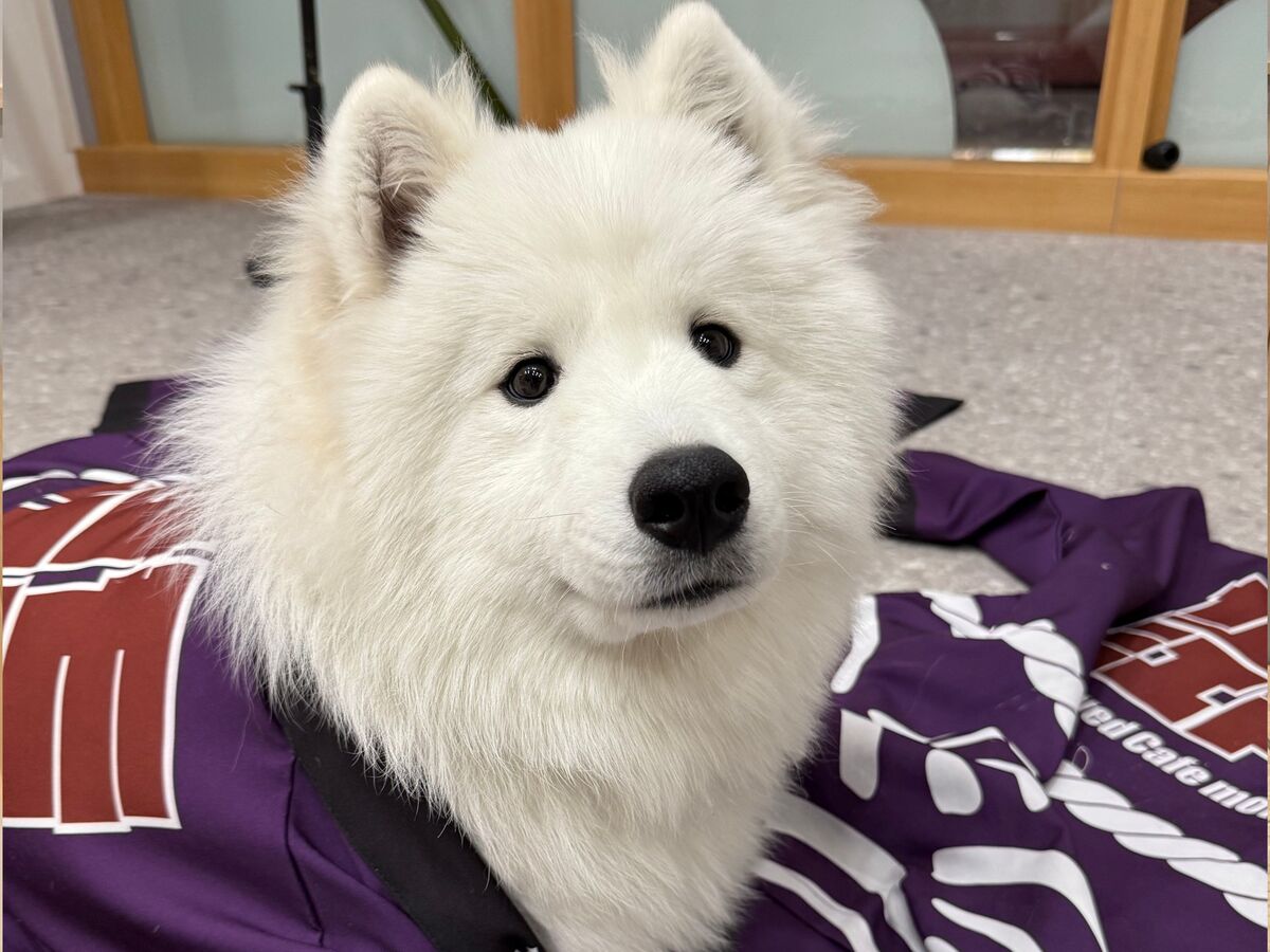 Samoyed Experience: Get Up Close and Personal in Harajuku 