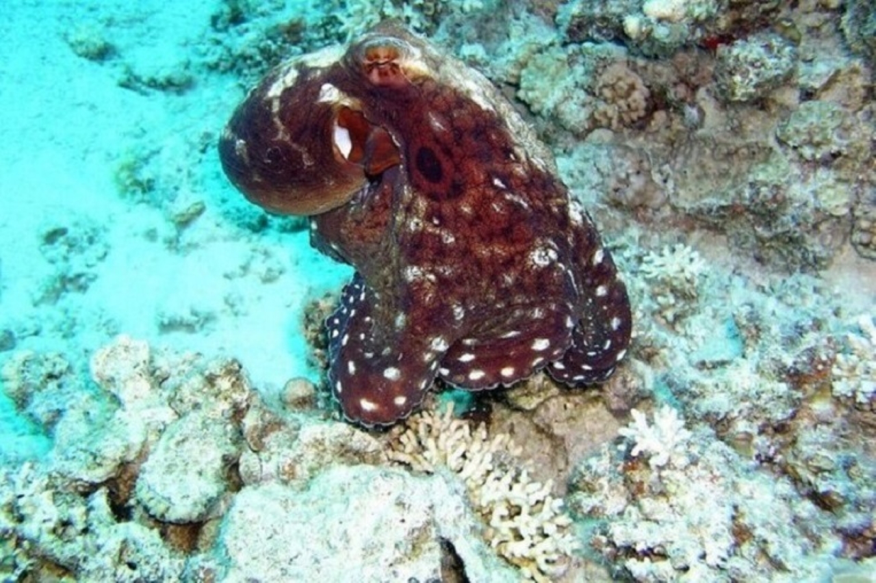 達哈布三池國家公園和全地形車四輪摩托車巴士之旅 - 沙姆沙伊赫