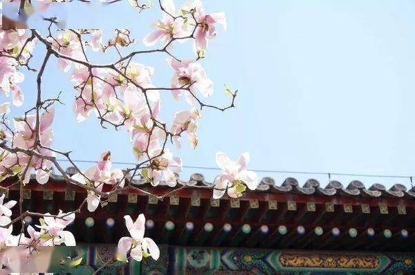 【櫻花限定】北京頤和園+景山公園+北海公園+玉淵潭公園1日遊
