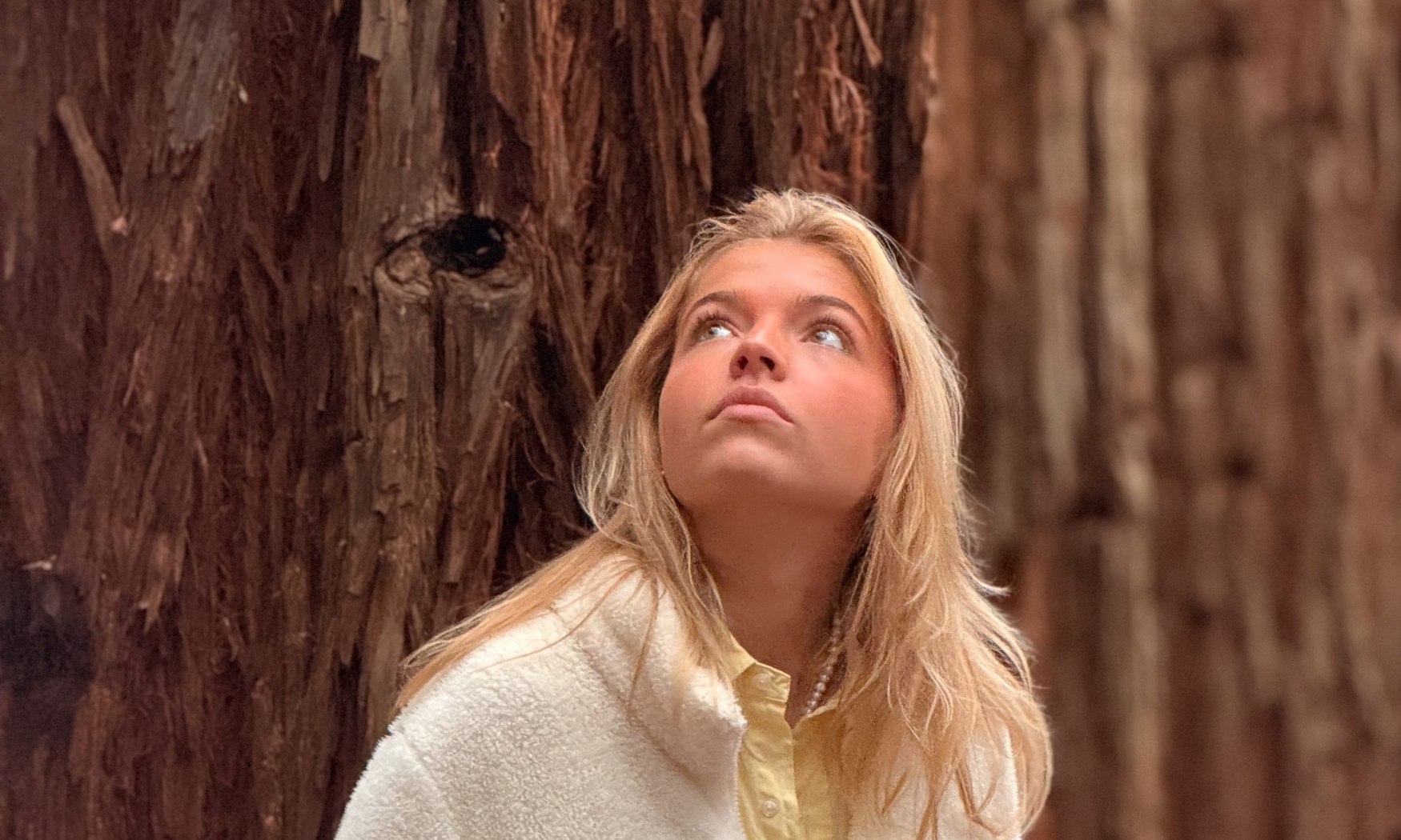 漫步於高聳的紅木樹幹之間，沉浸在森林的魔幻氛圍中。