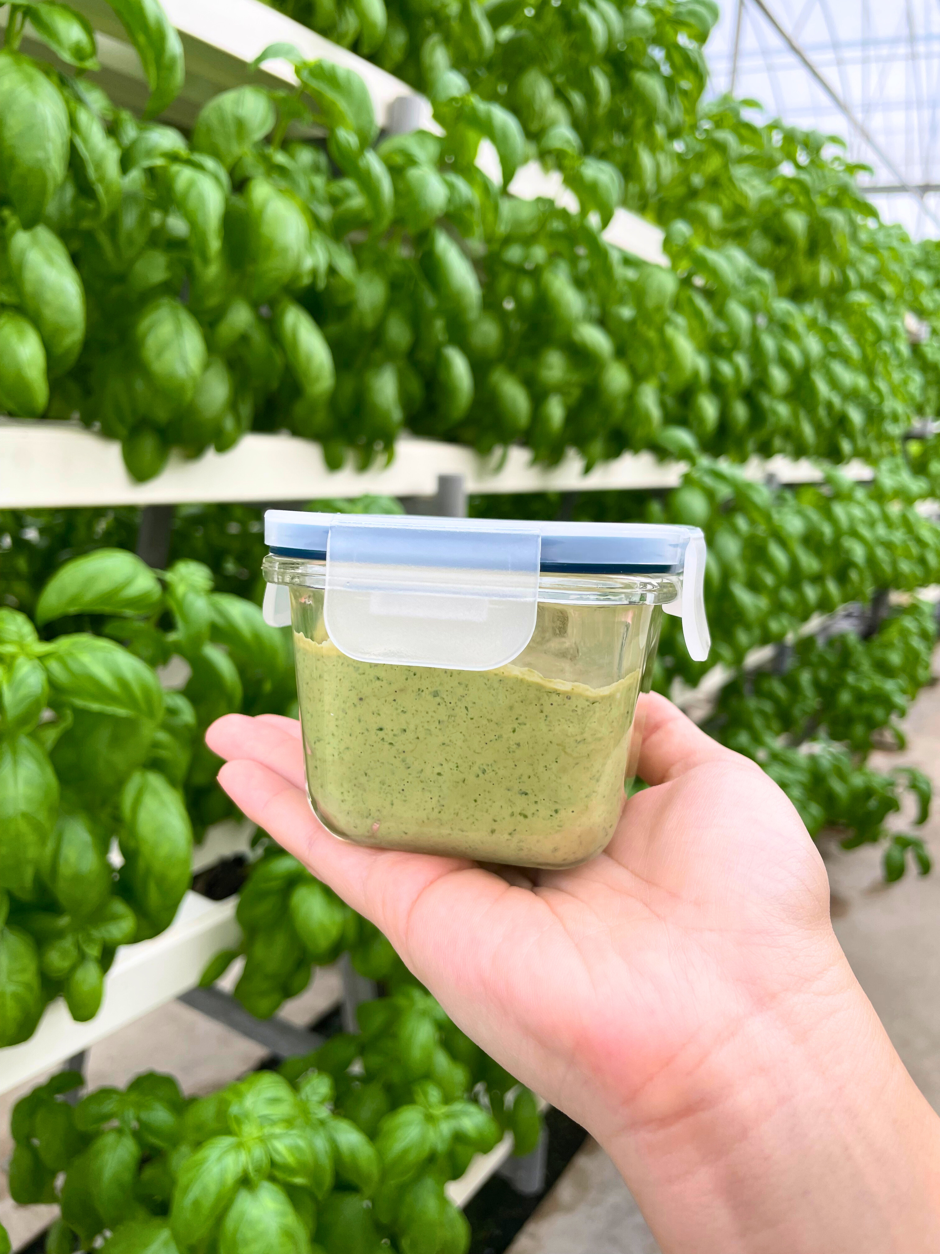 Farm-to-Table Culture: Basil to Bowl