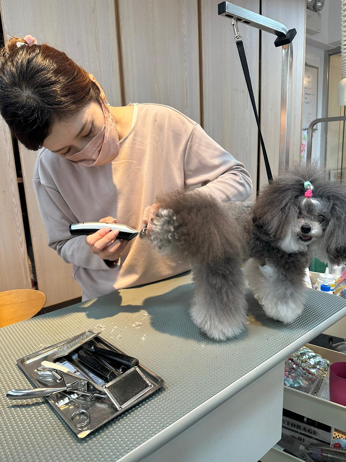 Paw Palace-6 star Japanese & Korean Pet Spa and Salon | Causeway Bay