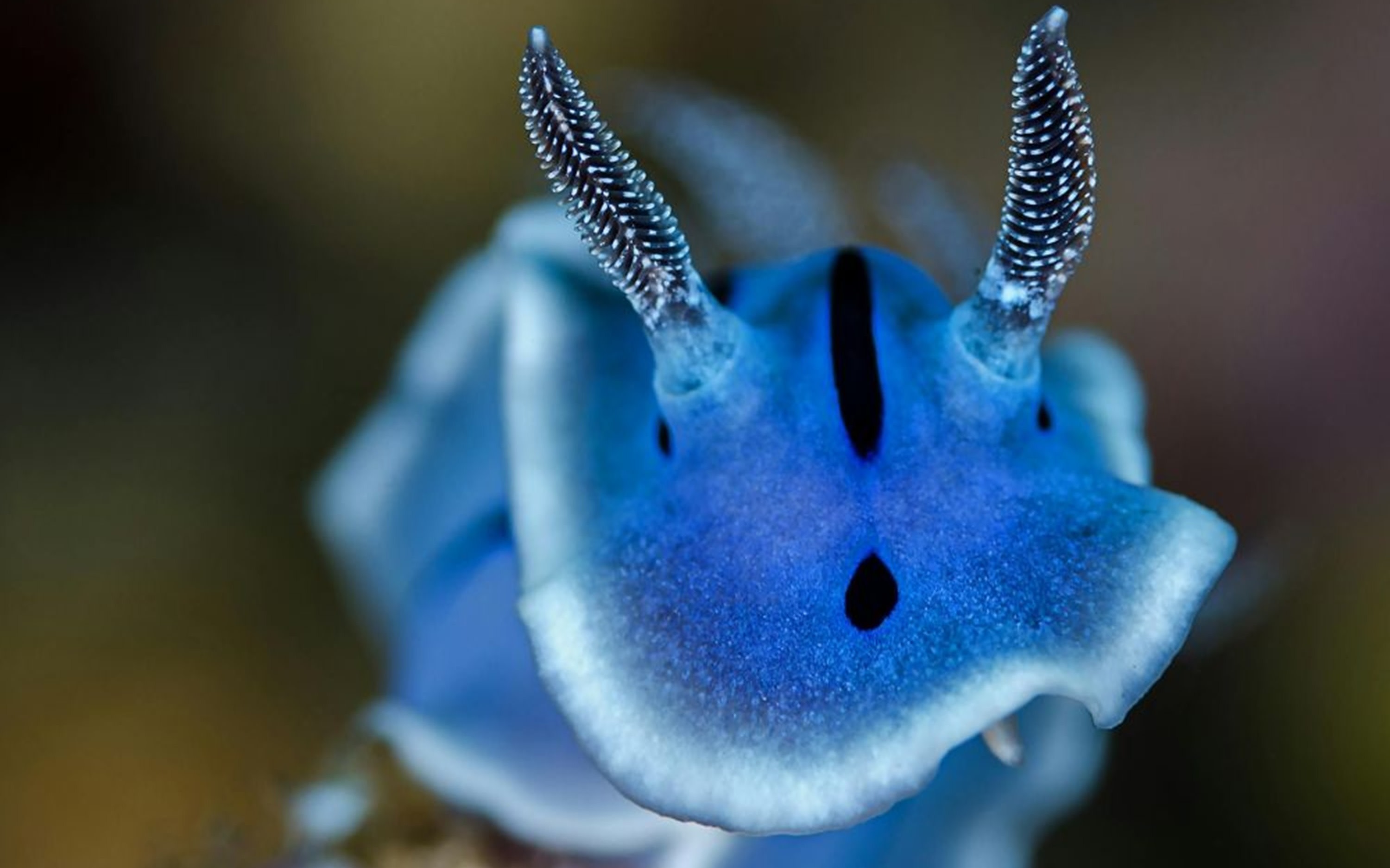 Onna Village: Nudibranch Diving Tour