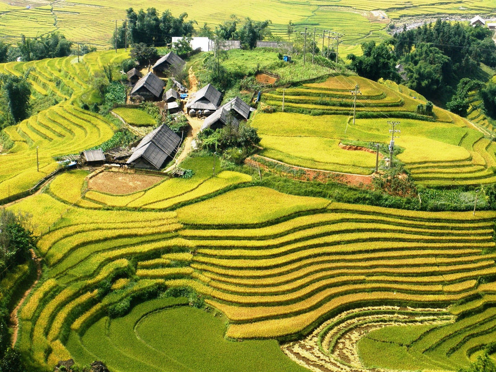 Ta Van village's golden rice terraces
