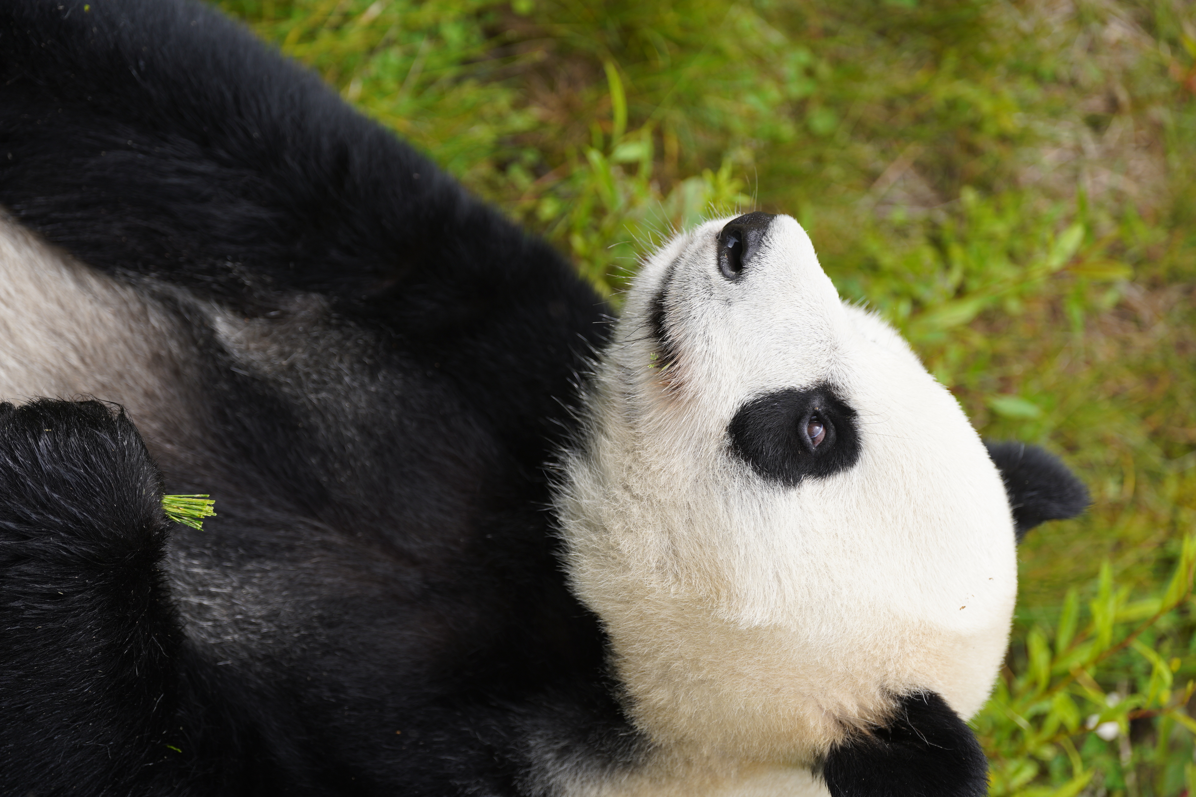 Panda and city culture in chengu,SICHUANG