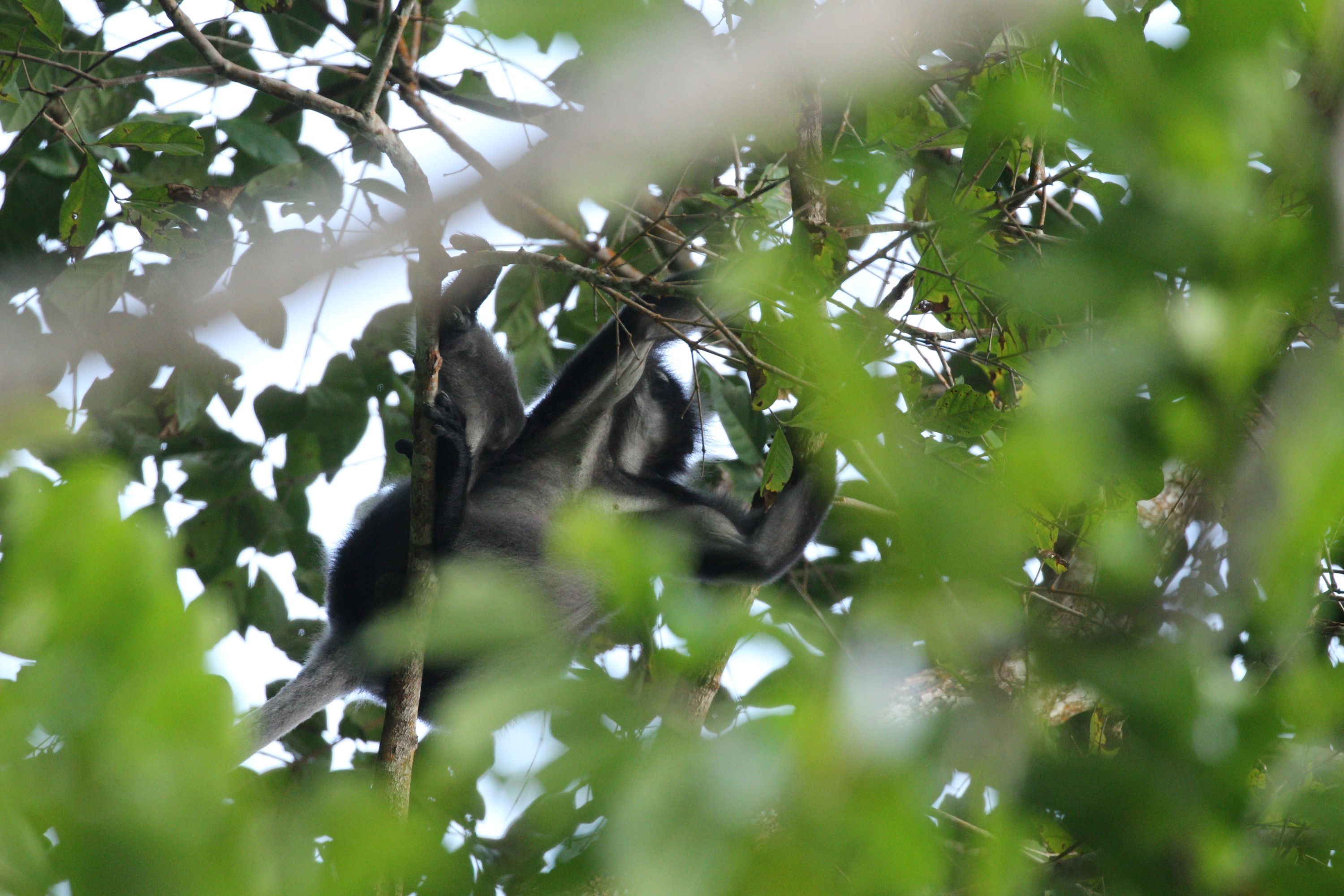 認識一下戴帽葉猴,牠是雨林樹冠層中一種害羞但好奇的當地居民! 認識一下戴帽葉猴,牠是雨林樹冠層中一種害羞但好奇的當地居民!