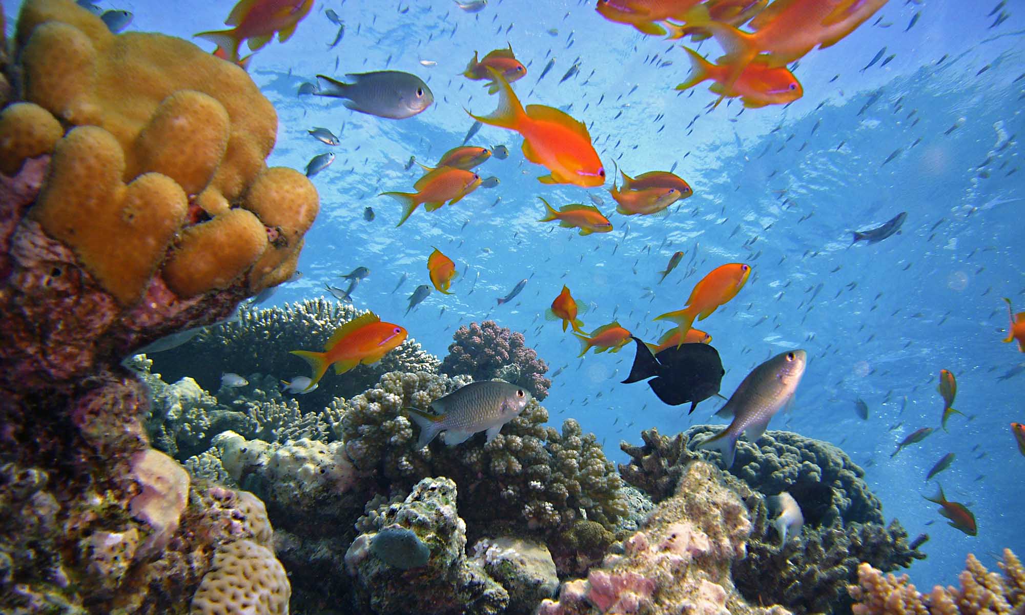 蒂朗島浮潛探險之旅 - 埃及沙姆沙伊赫