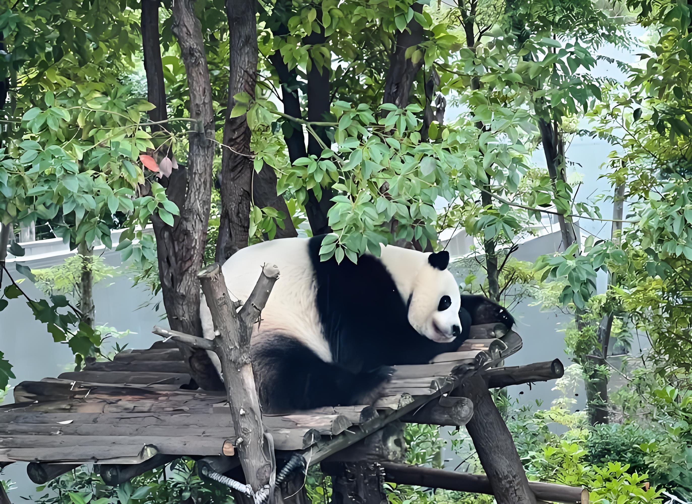 Chengdu Panda Base Private Half-Day Tour