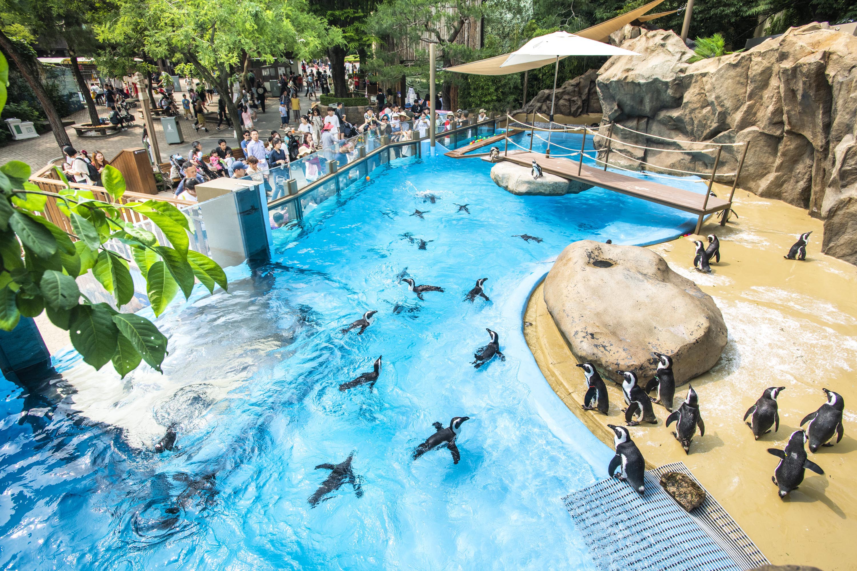 Everland & Lotte World Multi-day Adventure & City Highlights Tour