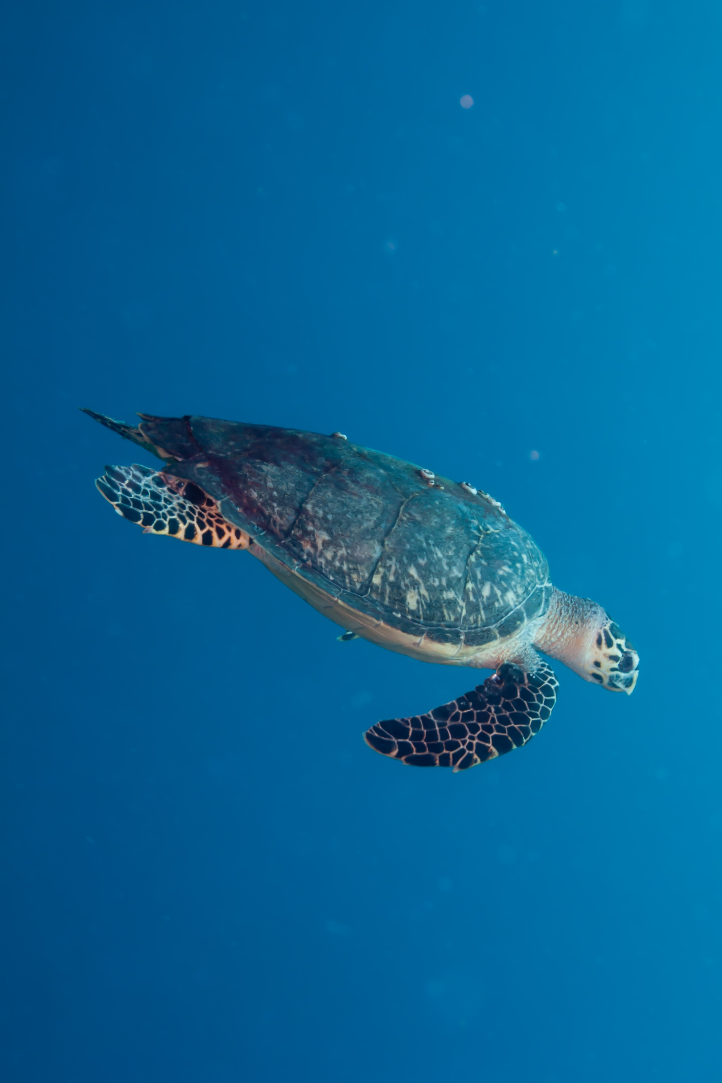 Unlock Paradise: Open Water Diver in Islamorada with PADI 5* Center