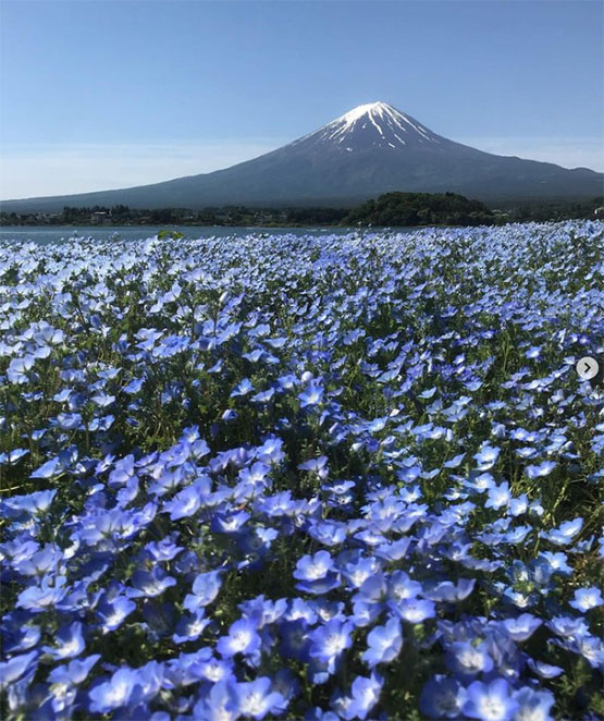 大石公園位於河口湖北岸，是欣賞富士山與湖泊景色的熱門觀景地點之一。天氣晴朗時，可同時將富士山與河口湖盡收眼底，景色開闊且極具代表性！