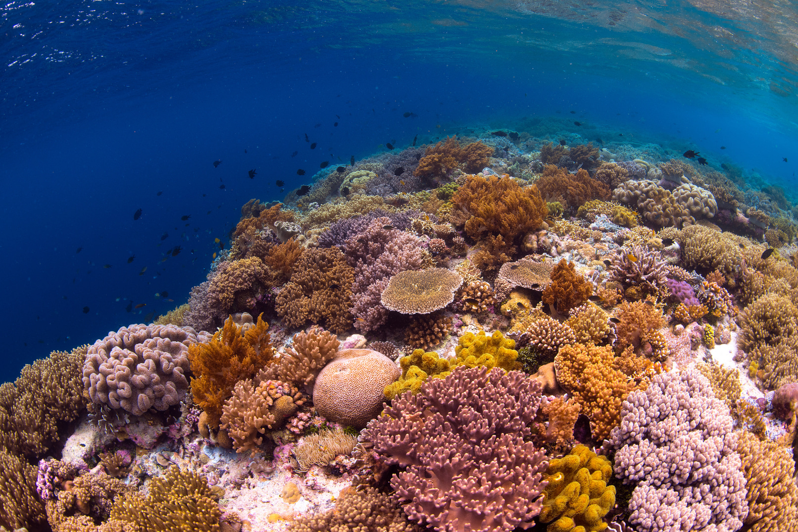 東姑阿都拉曼海洋公園擁有淺水、受保護的熱帶珊瑚礁。