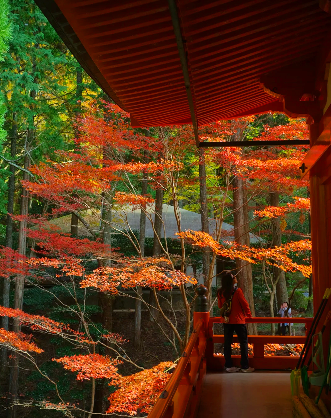 世界文化遺產,日本佛教天台宗發源地。秋季楓葉染紅山巒,古剎伽藍掩映在紅葉之中。從山頂可俯瞰琵琶湖全景,湖山秋色相映成趣。 世界文化遺產,日本佛教天台宗發源地。秋季楓葉染紅山巒,古剎伽藍掩映在紅葉之中。從山頂可俯瞰琵琶湖全景,湖山秋色相映成趣。