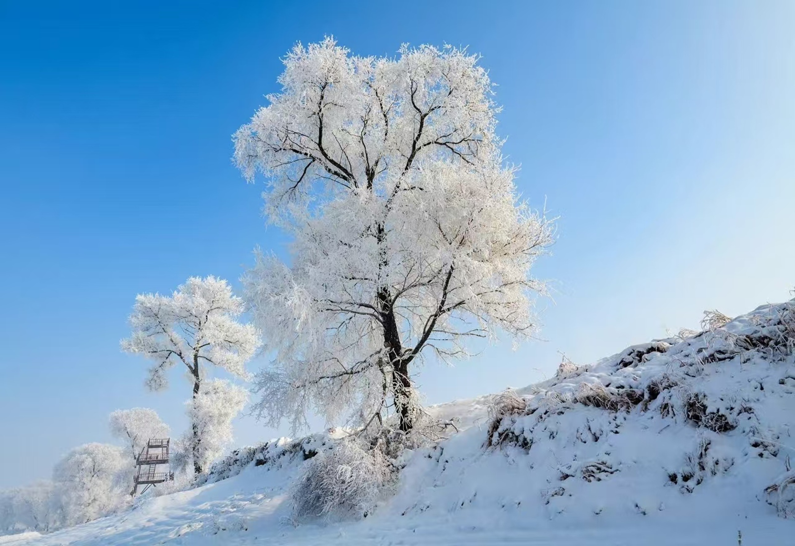 孤樹霧凇:藍天為底,兩棵霧凇樹如瓊花堆就,枝幹疏朗裹銀,是北國冬日裡乾淨純粹的留白 孤樹霧凇:藍天為底,兩棵霧凇樹如瓊花堆就,枝幹疏朗裹銀,是北國冬日裡乾淨純粹的留白