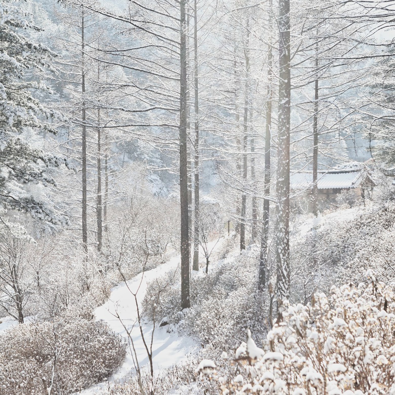 參觀晨靜樹木園，該園以其璀璨的冬季燈光和迷人的夜景而聞名。