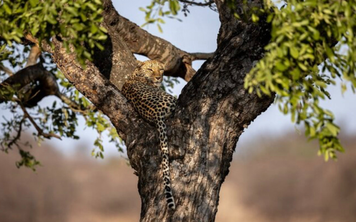 Ehlanzeni Kruger Park Full-Day Safari with Wildlife Spotting