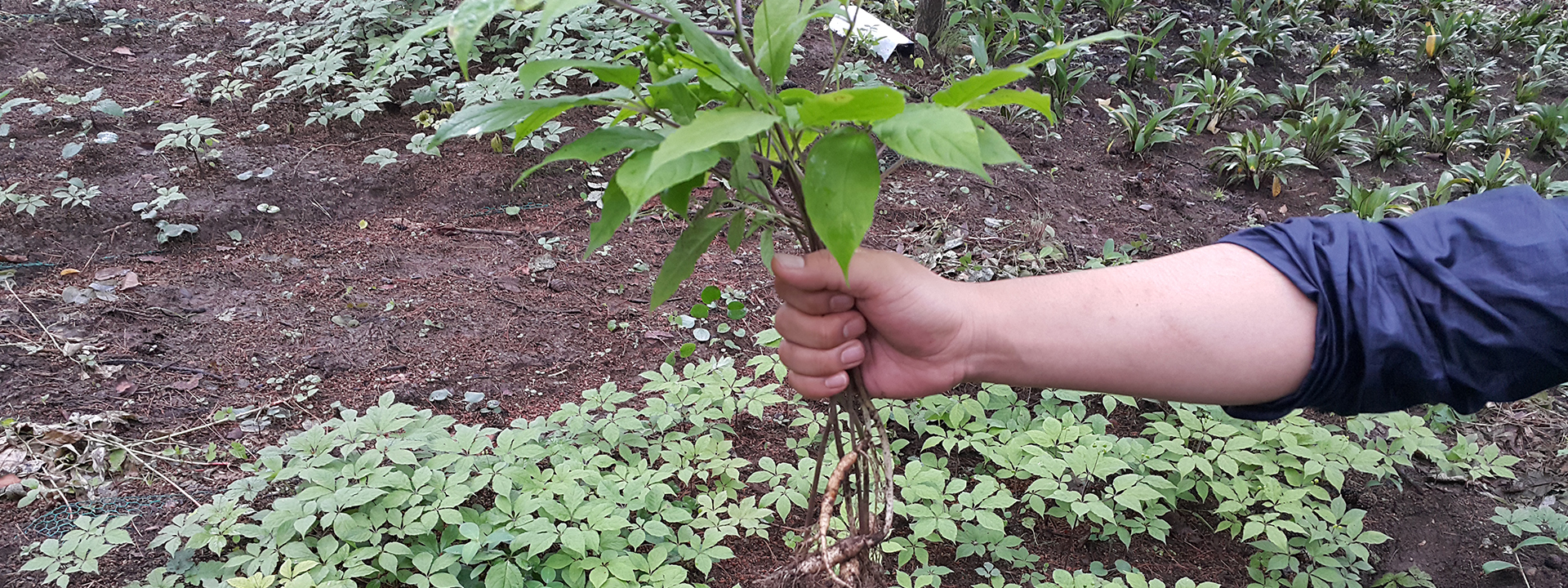 Ginseng Picking & Herb Island Tour