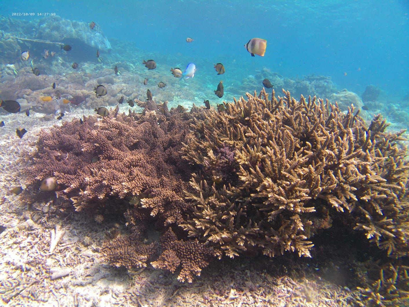 珀達尼島浮潛體驗