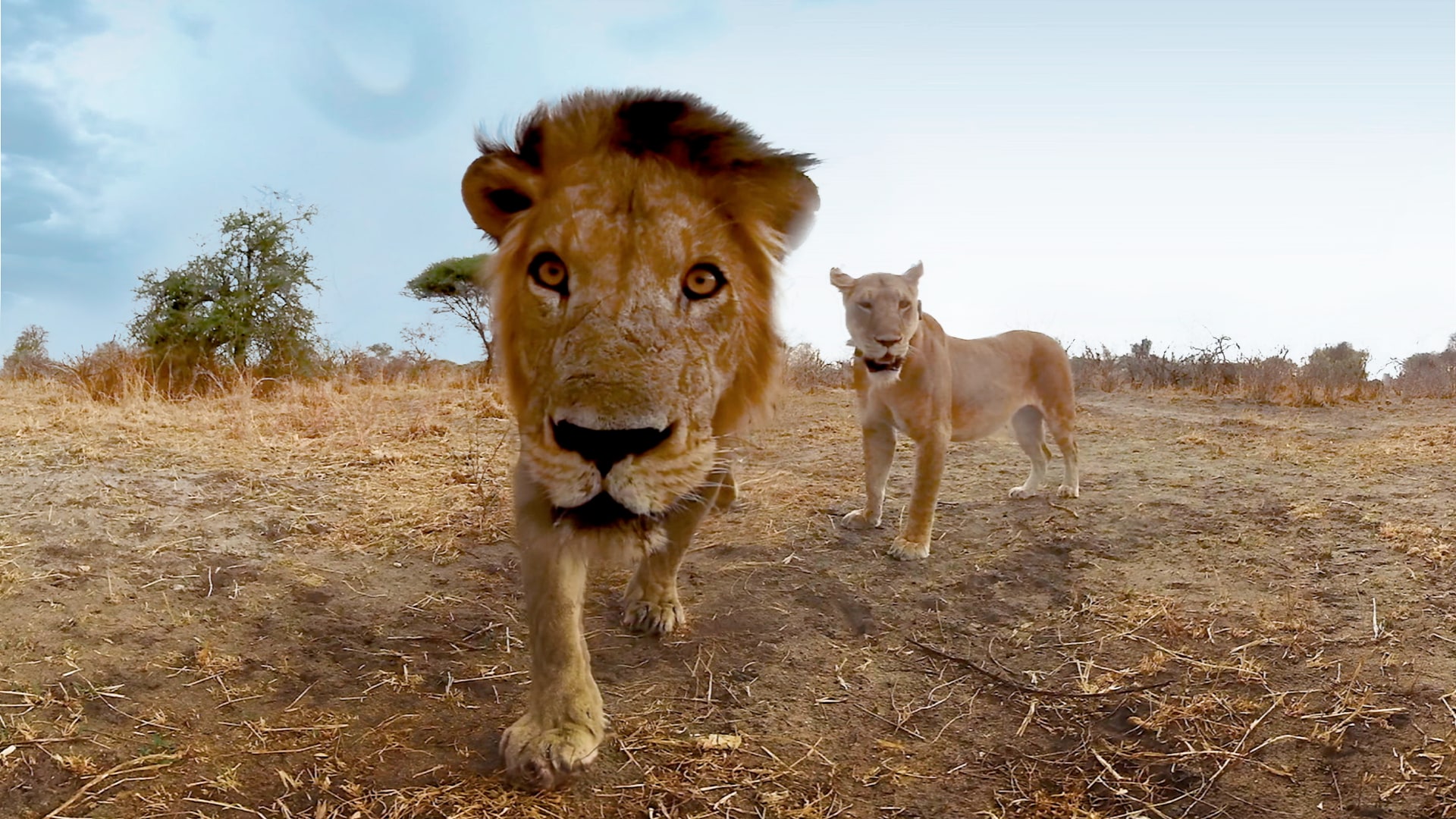 Wild Immersion Virtual Reality Experience at Penang Hill