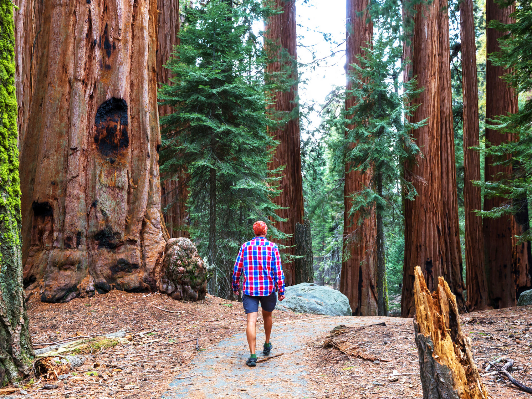 Explore Muir Woods National Monument, home to ancient coastal redwood trees over 1,000 years old