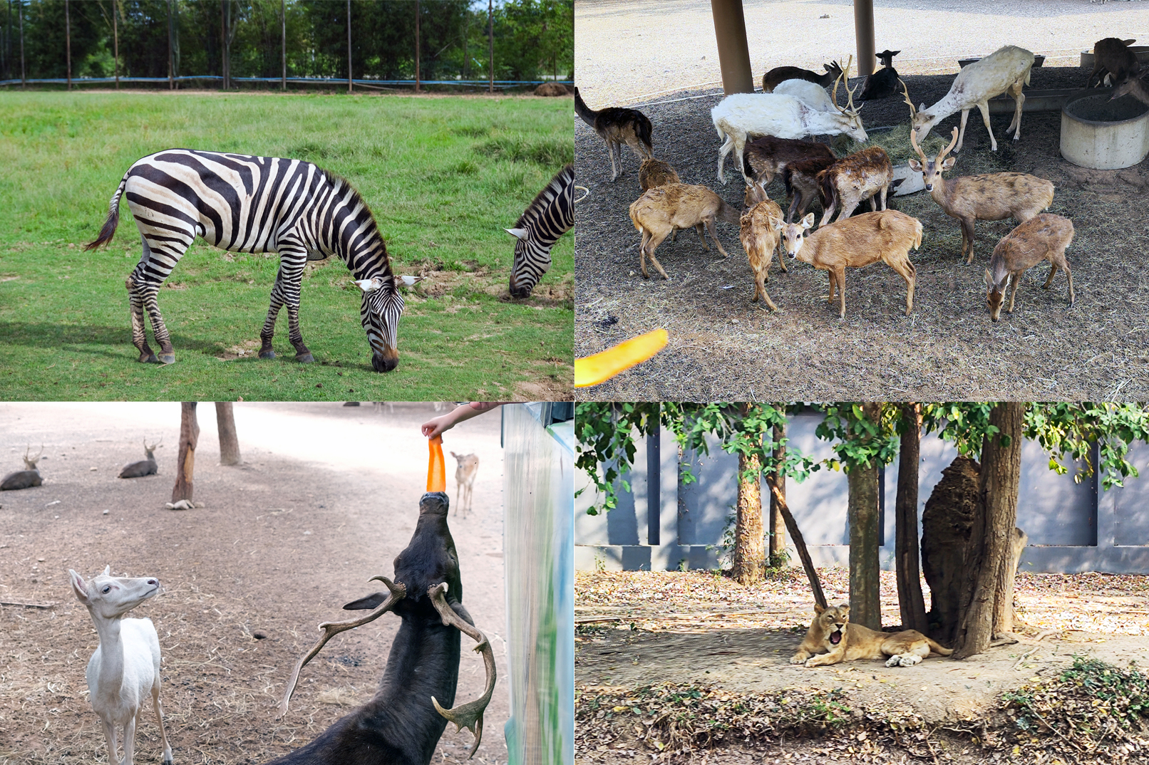 野生動物園 文化 & 野生動物 一日遊