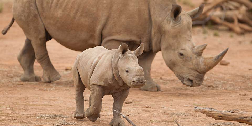 莫納托野生動物園犀牛互動體驗（含門票）