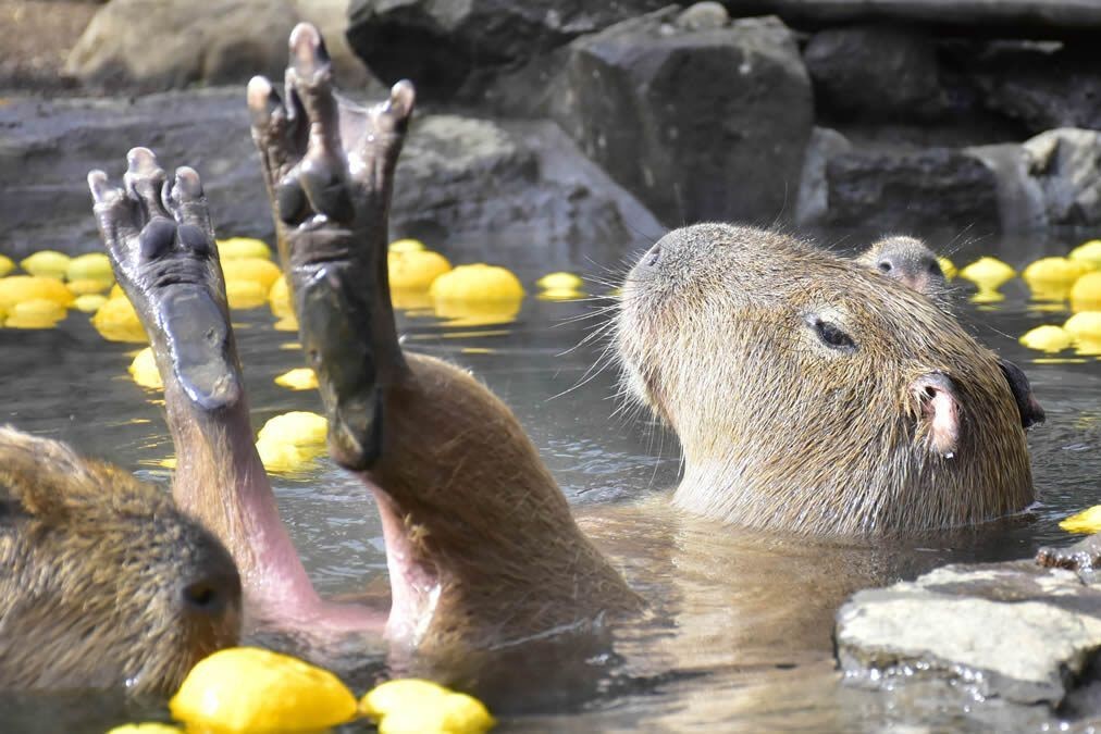 【伊豆觀海一日遊】城崎海岸&觀海列車＆大室山/仙人掌動物園｜東京出發
