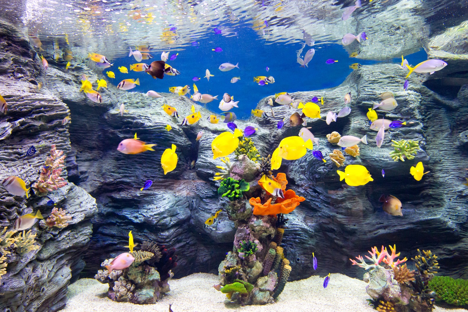 首爾樂天世界水族館門票