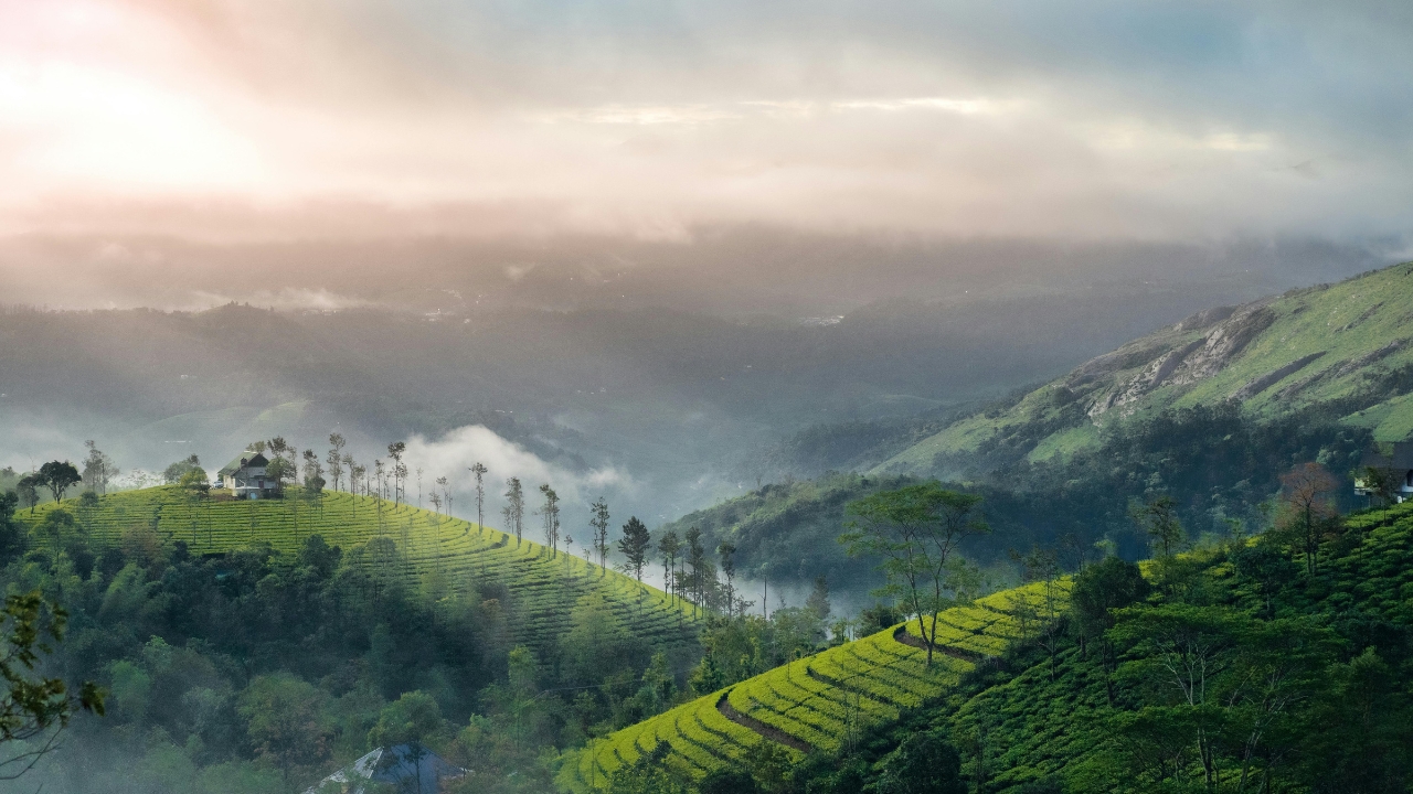 Munnar Private Day Trip From Kochi