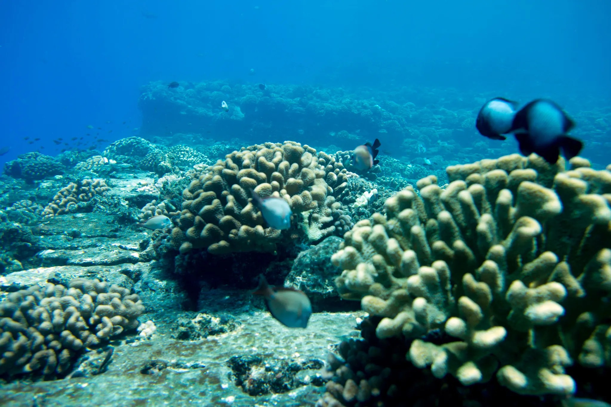 在考艾島體驗納帕利海岸航行與浮潛之旅