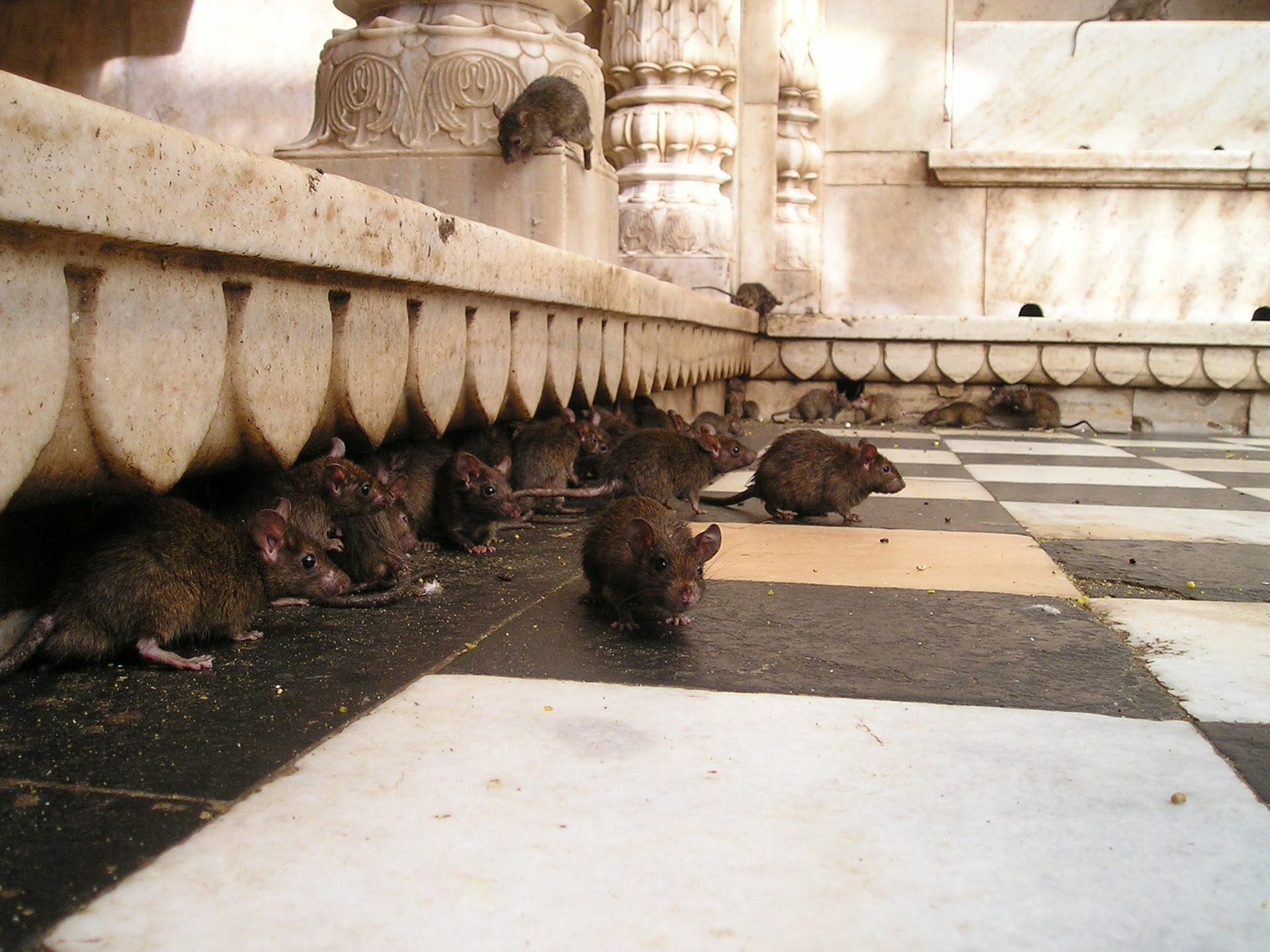 Visit Bikaner in Private Car with Local Guide Service