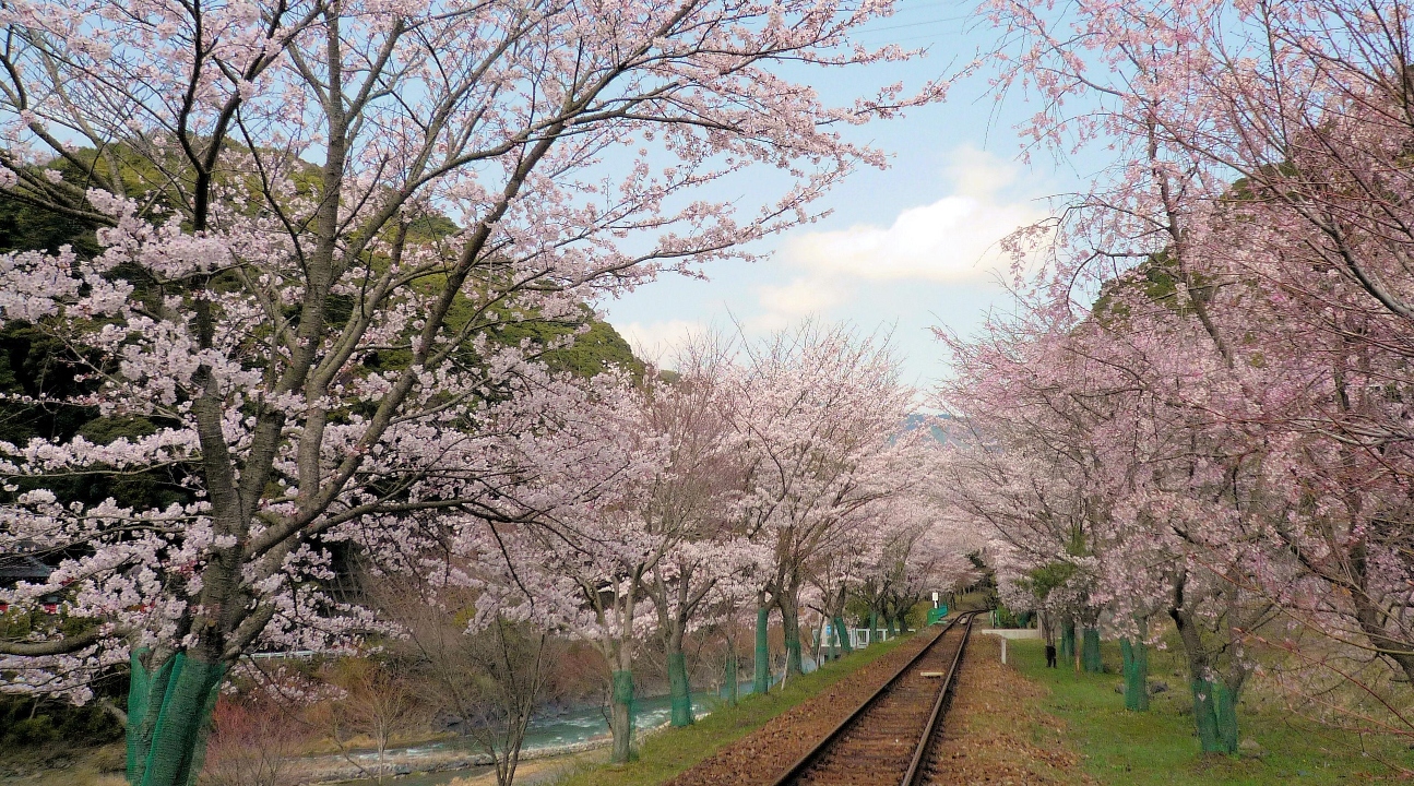 a view of the Sagano Romantic Train tracks and trees with sakura blossoms
