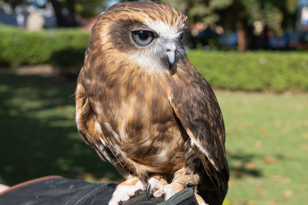 Ranger Red's 動物園遇見貓頭鷹體驗