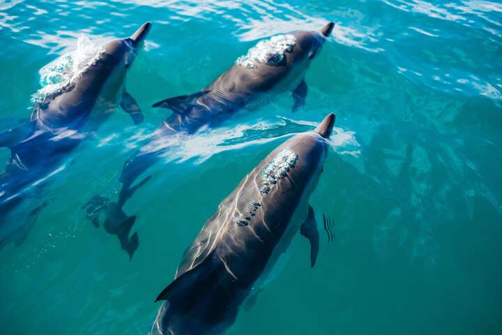 薩塔亞海豚屋過夜之旅 (Port ghalib : Sataya Dolphin House Overnight)