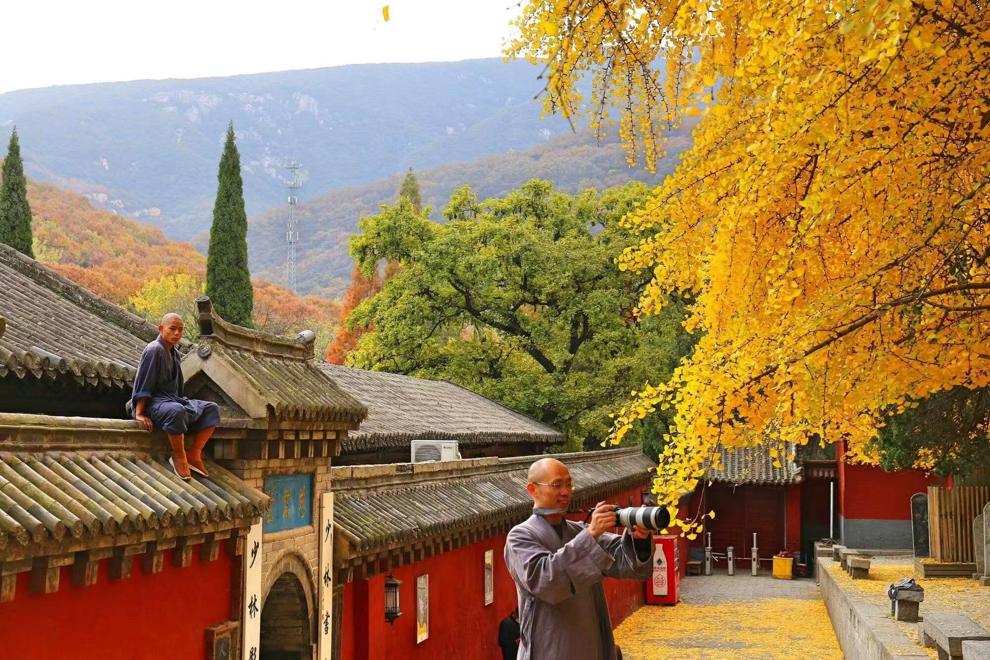 金黃的銀杏葉鋪滿地面與枝頭，兩位僧人一位坐於簷角，一位舉著相機拍攝秋景，背景是紅牆古建與層林盡染的嵩山。秋意濃烈，禪意與詩意交融，是少林寺秋日的標誌性畫面